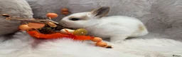 Rex rabbits for sale: Rex x Netherland dwarf  - Advert 17