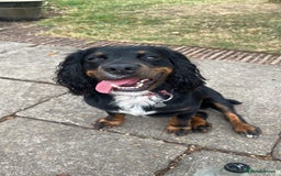 Cocker Spaniel dogs for sale: Cocker spaniels pups looking for a forever 🏡  - Image 10