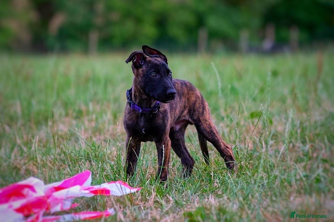 Belgian Shepherd Dog dogs Bull Herder puppies (working lines) - Advert 6