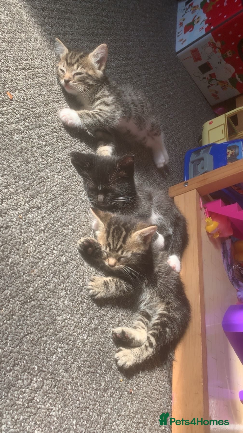 Mixed Breed cats Kittens for Sale. Mother Ragdoll - Advert 10