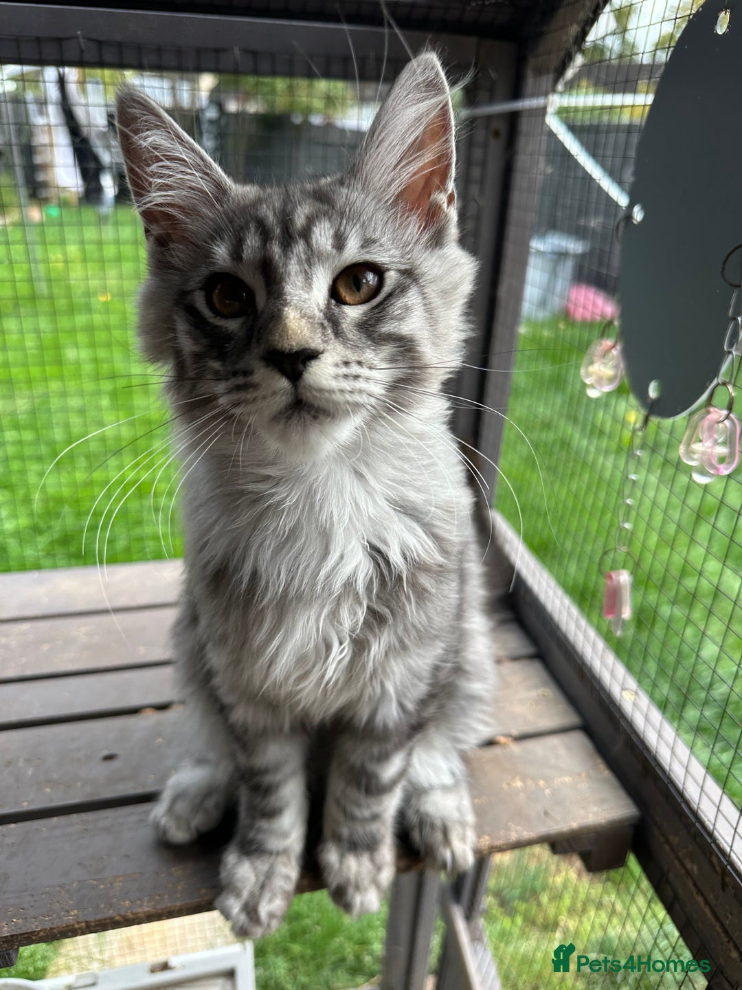 Maine Coon cats for sale: FULL Mainecoon kittens  - Image 6
