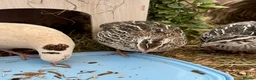 Quail poultry for sale: Mixed Coturnix Quail Chicks - Advert 2