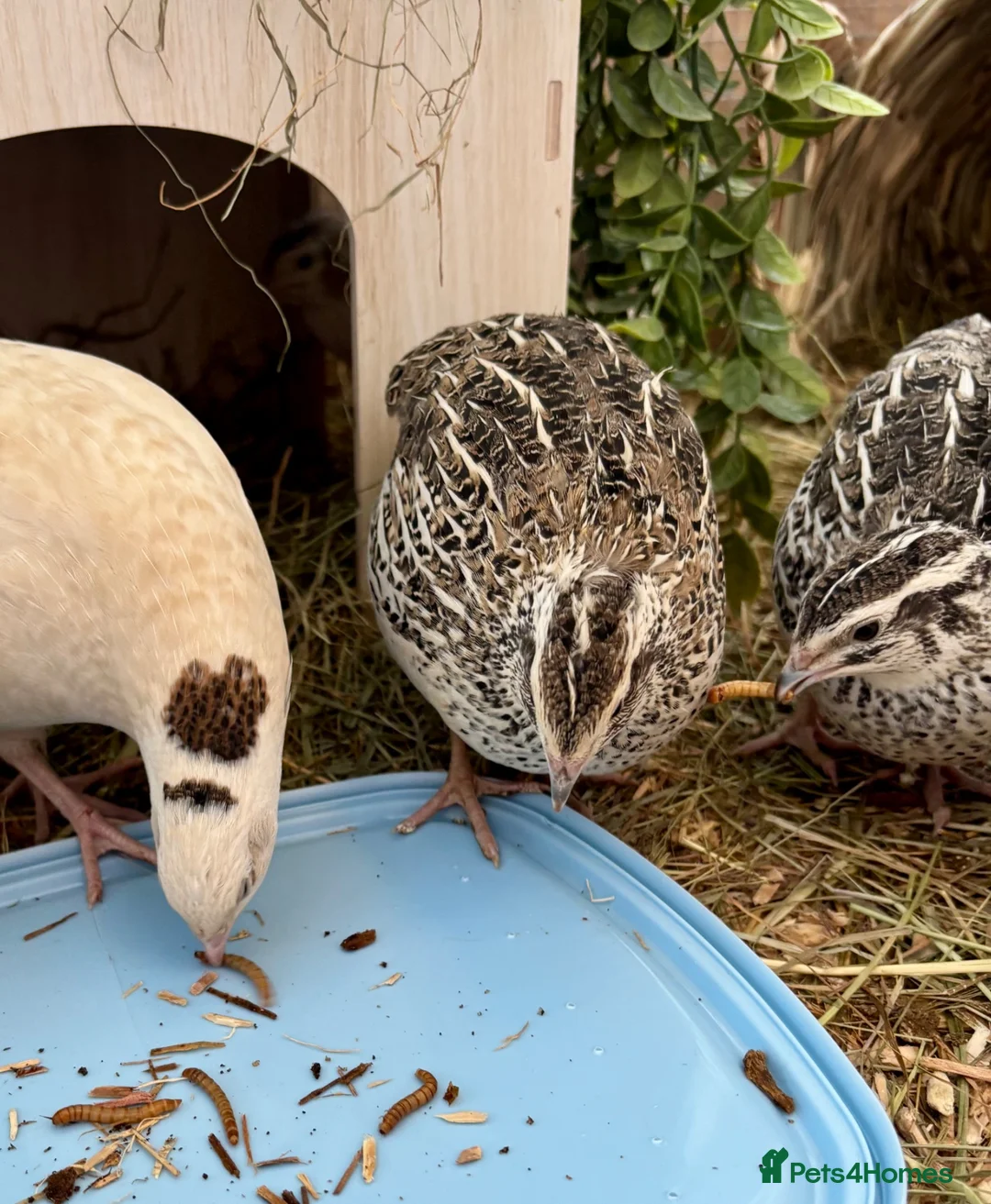 Quail poultry for sale: Mixed Coturnix Quail Chicks - Advert 2