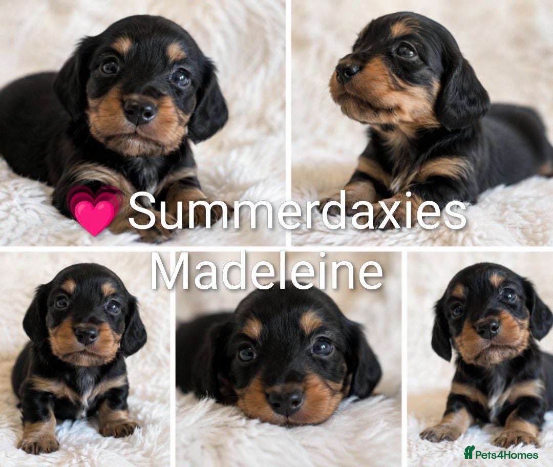 Miniature Dachshund dogs 🏆 Russian Champion lines + longhaired mini daxies - Advert 1