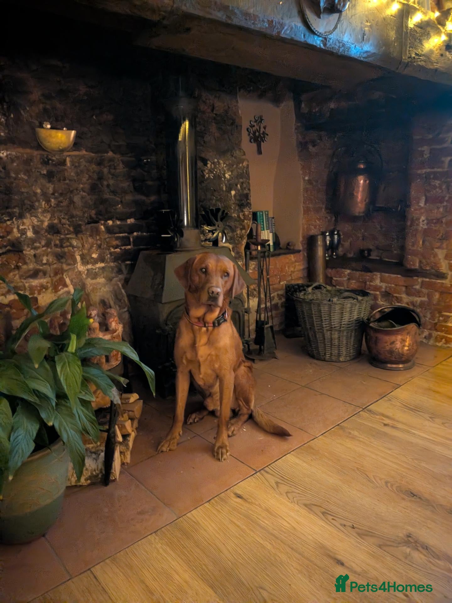 Labrador Retriever dogs for stud: Red Labrador KC registered - Advert 20