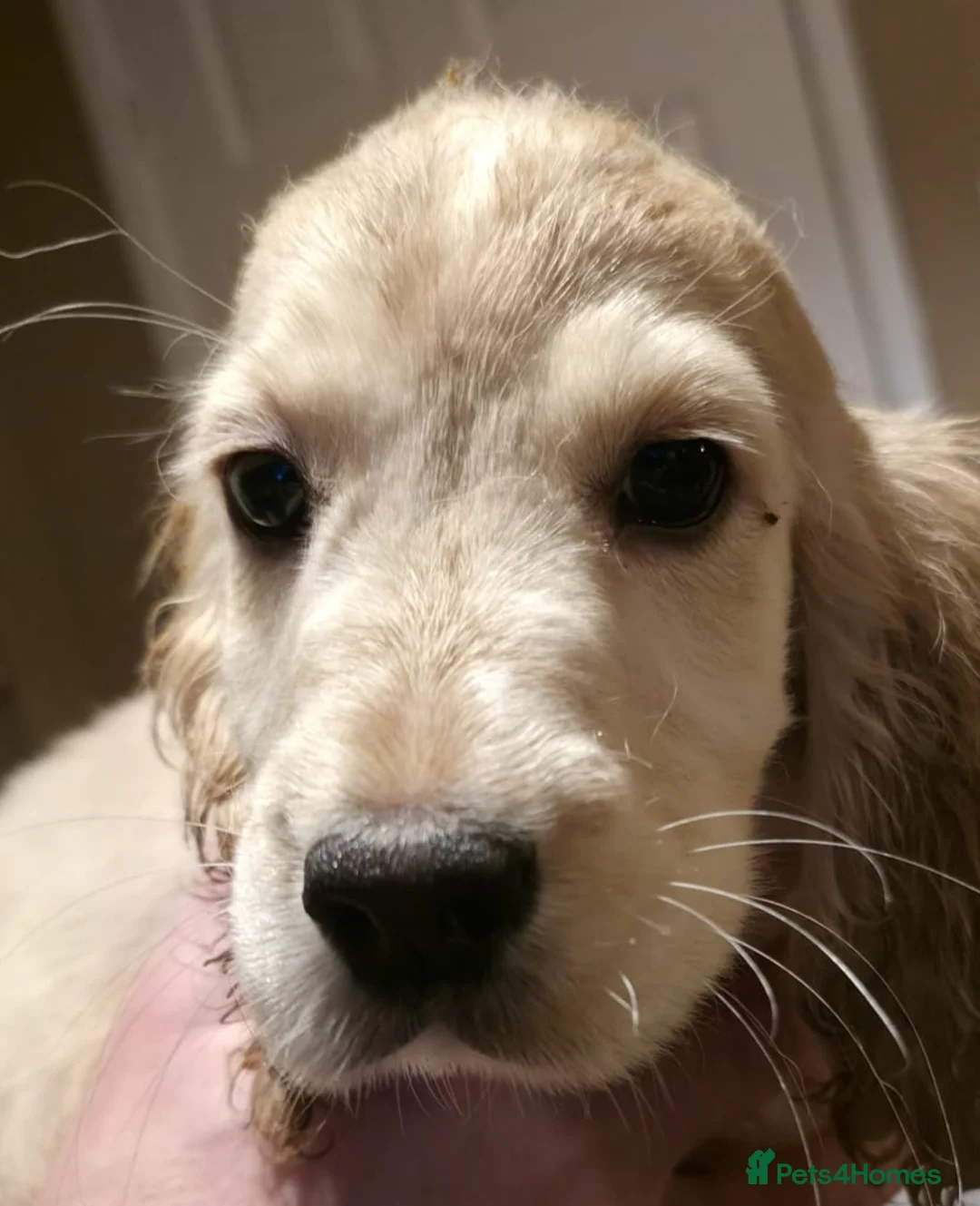 Cocker Spaniel dogs for sale: Cocker spaniel puooys - Advert 20