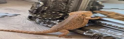 Bearded Dragon reptiles for sale: Friendly & tame bearded dragon  - Advert 5