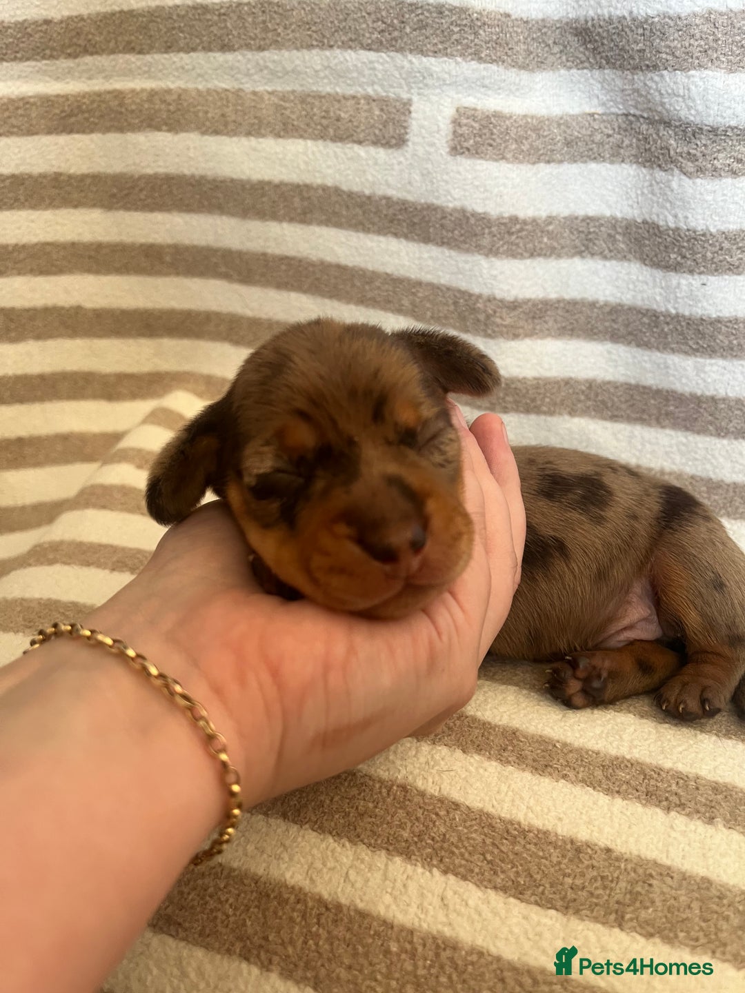 Miniature Dachshund dogs for sale: Beautiful Miniature dachshunds🐶🤎 - Advert 6