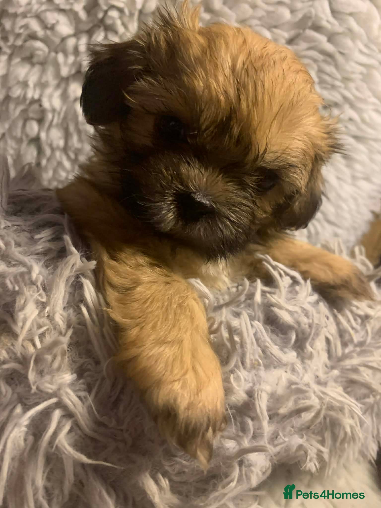 Shih Tzu dogs Shih Tzu puppies - pure!! - Advert 5