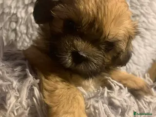 Shih Tzu dogs Shih Tzu puppies - pure!! - Advert 10