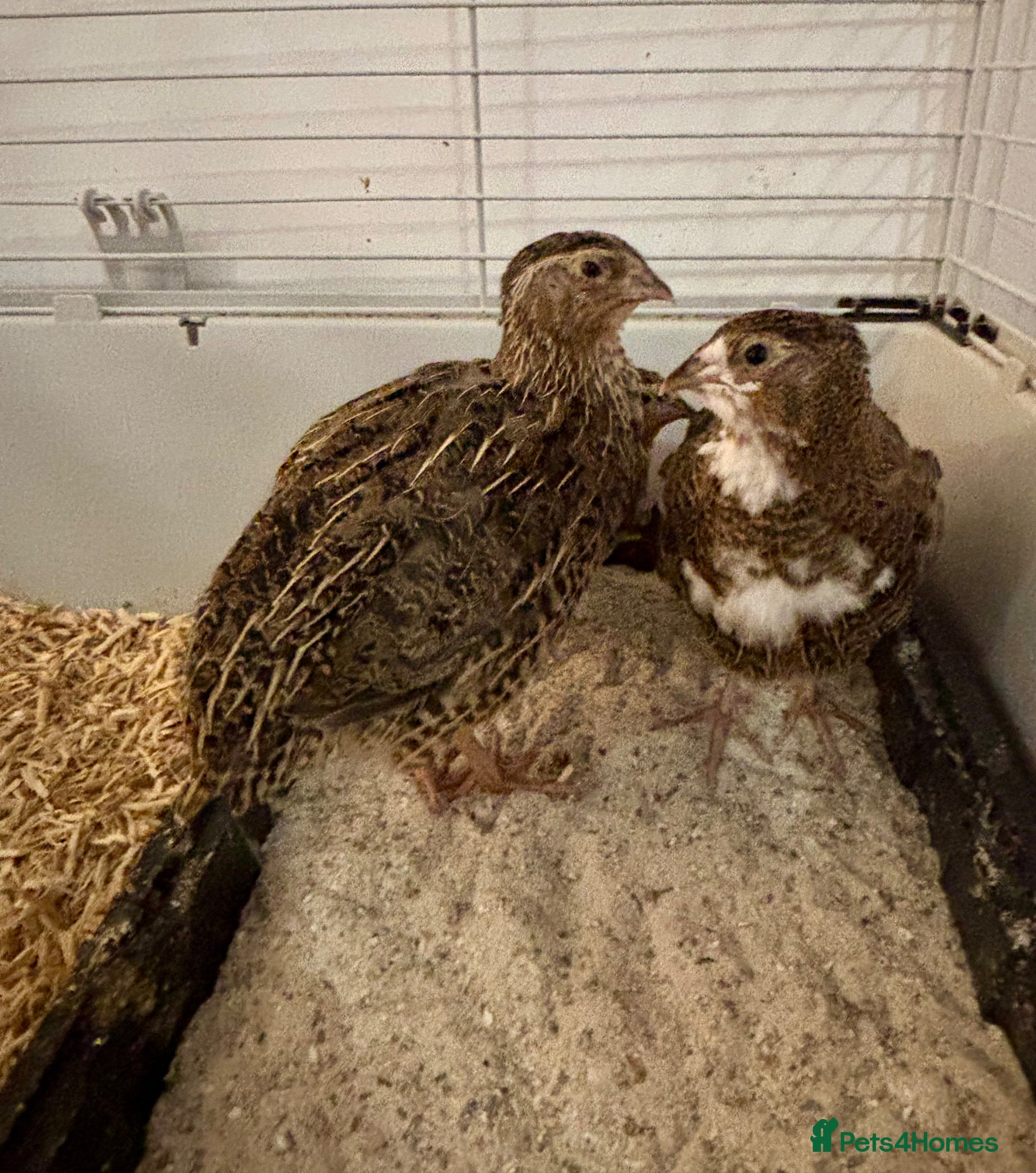 Quail poultry Juvenile Male Coturnix Quail Roos - 4 remaining  - Advert 2
