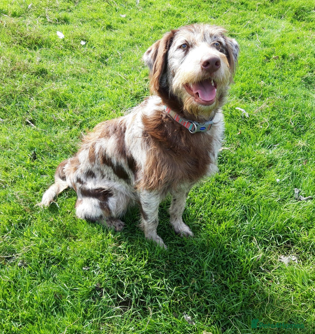 Labradoodle dogs for sale: Gorgeous Mini Labradoodle Puppies - Advert 12