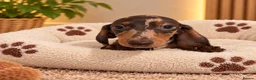 Miniature Dachshund dogs for sale: Miniature Dachshund Puppies  - Advert 17