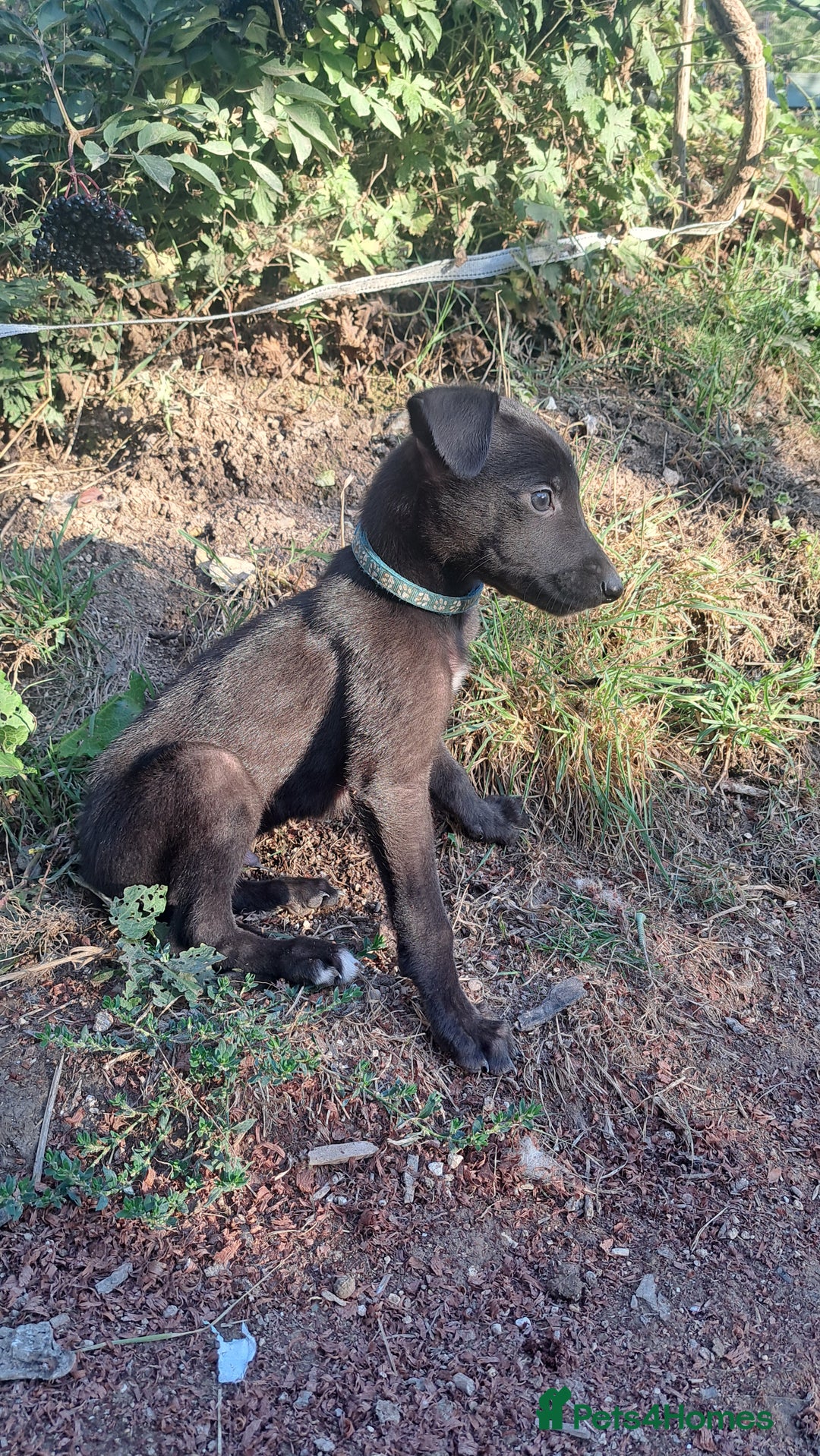 Greyhound dogs for sale: 💙READY TO GO💙 1 pup left - Irish Greyhound  - Image 1