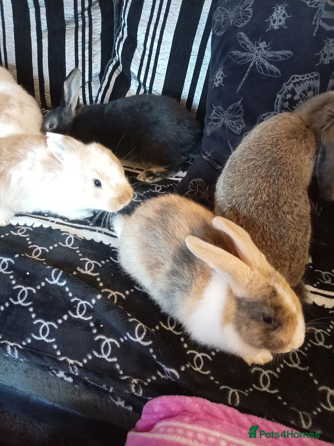 Mixed Breed rabbits for sale: 4 baby rabbits - Advert 10