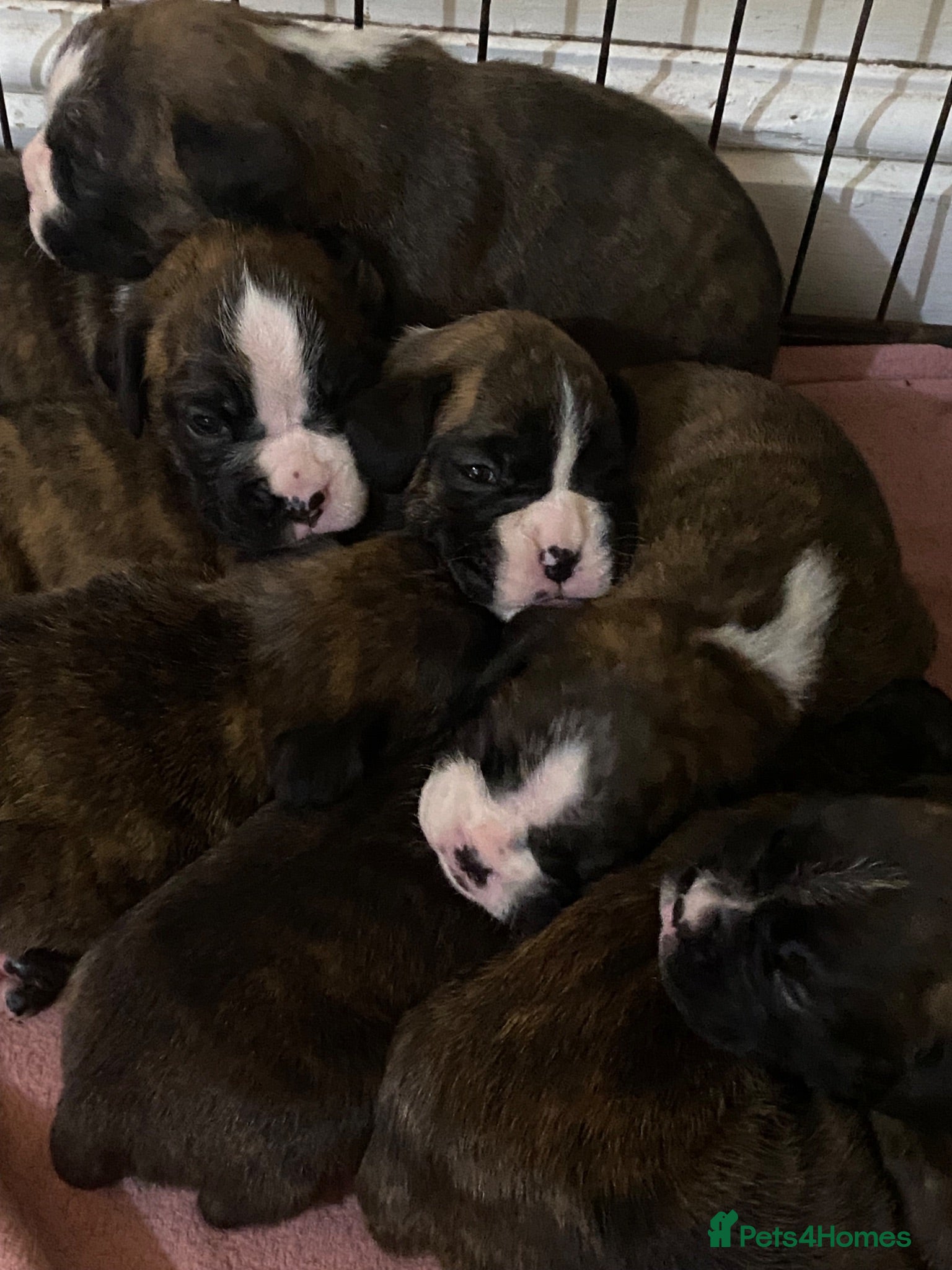Boxer dogs KC Registered Boxer Puppies - health tested - Advert 1