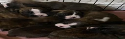 Boxer dogs for sale: KC Registered Boxer Puppies - health tested - Advert 1