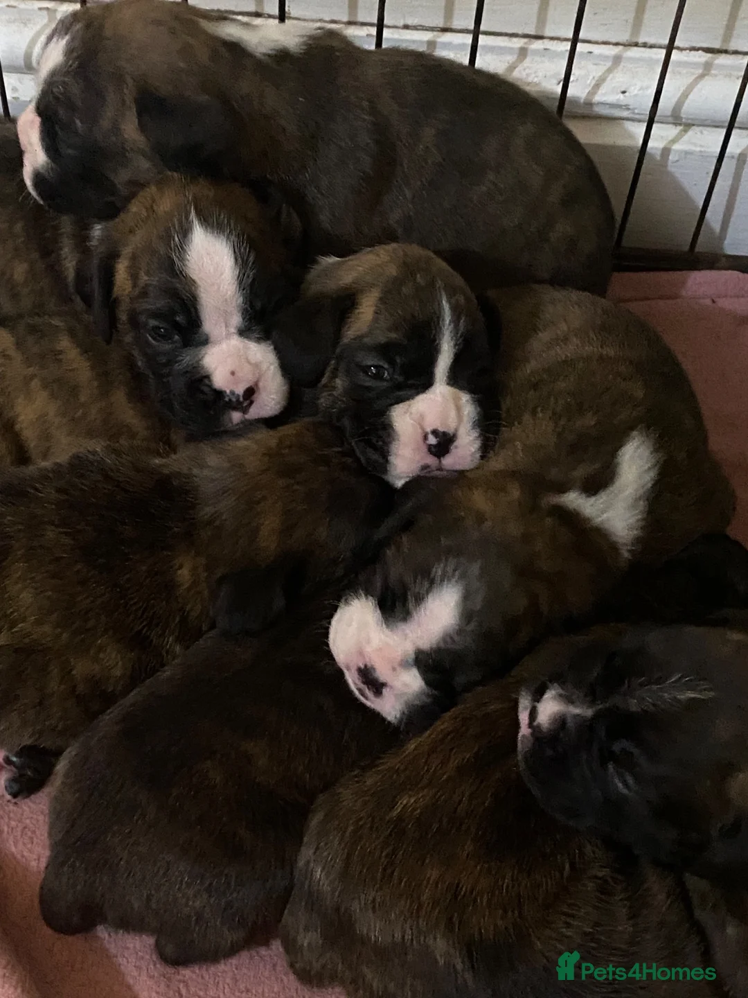 Boxer dogs for sale: KC Registered Boxer Puppies - health tested - Advert 1