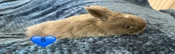 Mini Lop rabbits for sale: Pure bred mini lop bunnies - Advert 10