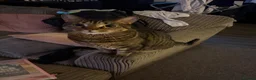 Domestic Shorthair cats for sale: 4 year old neutered male cat in High Wycombe - Advert 1