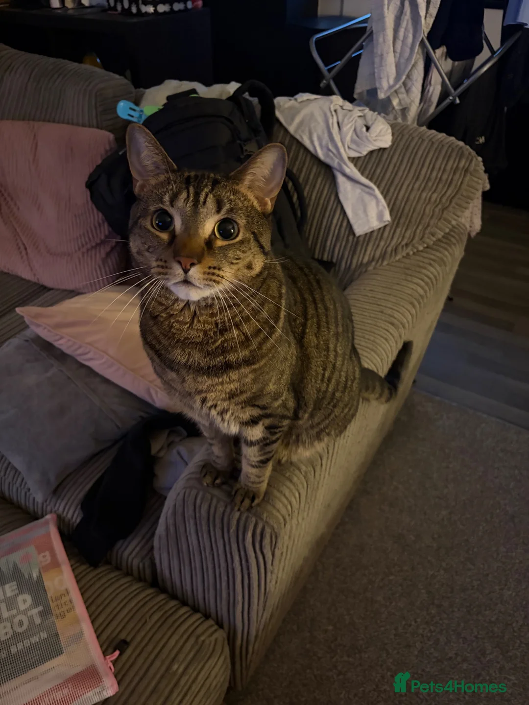 Domestic Shorthair cats for sale: 4 year old neutered male cat in High Wycombe - Advert 1