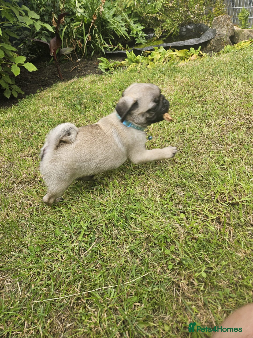 Pug dogs for sale: chipped✔️ 1st vac✔️ 2nd vac✔️ vet health check✔️  - Image 12