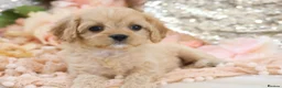 Cavapoo dogs for sale: Health Tested Cavapoo Puppies - Advert 20