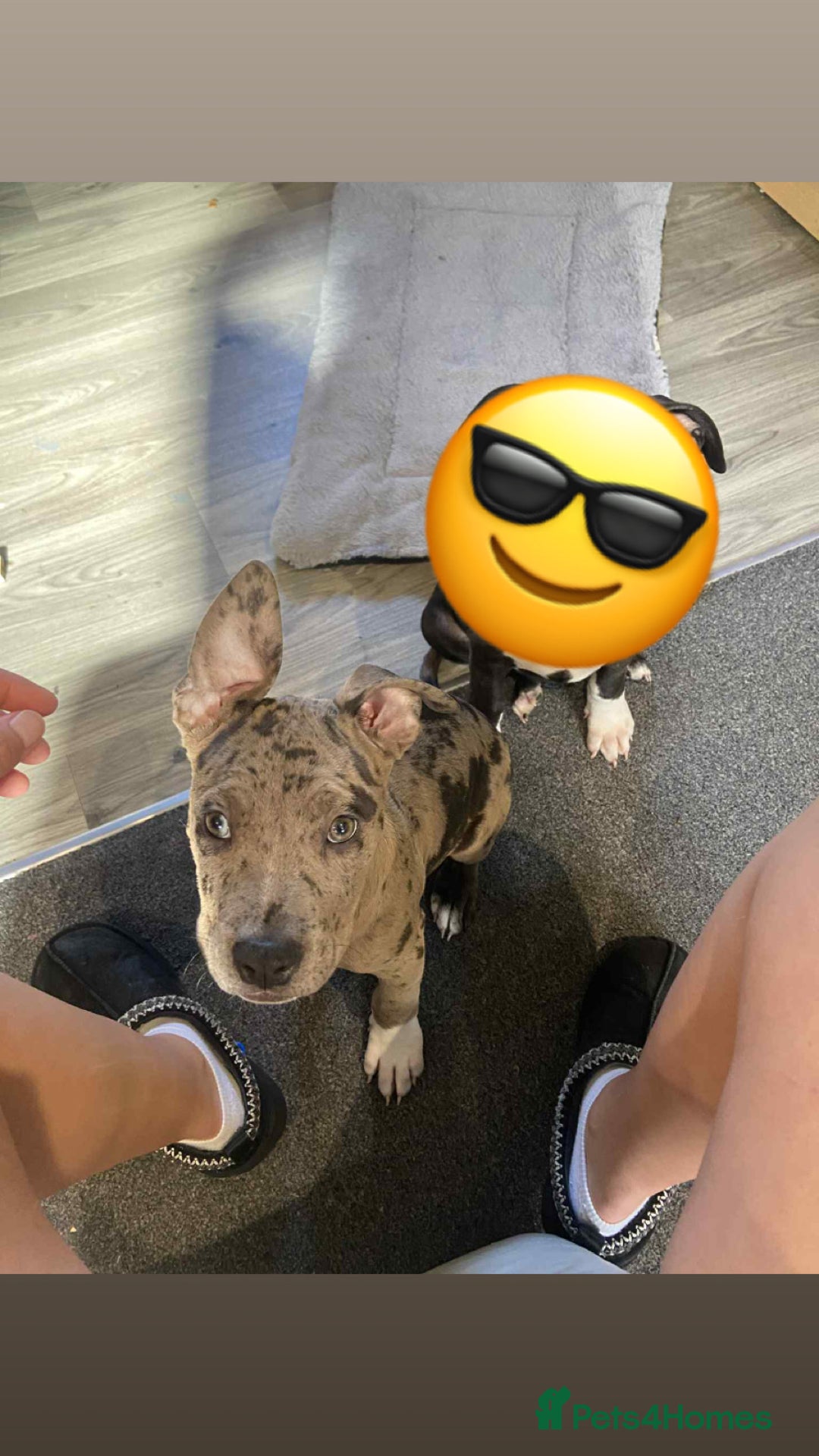 Mixed Breed dogs for sale: Puppy for sale  - Image 1