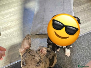 Mixed Breed dogs - Advert 14