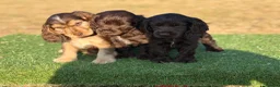 Cocker Spaniel dogs for sale: Beautiful top quality show type cocker spaniel  - Advert 7