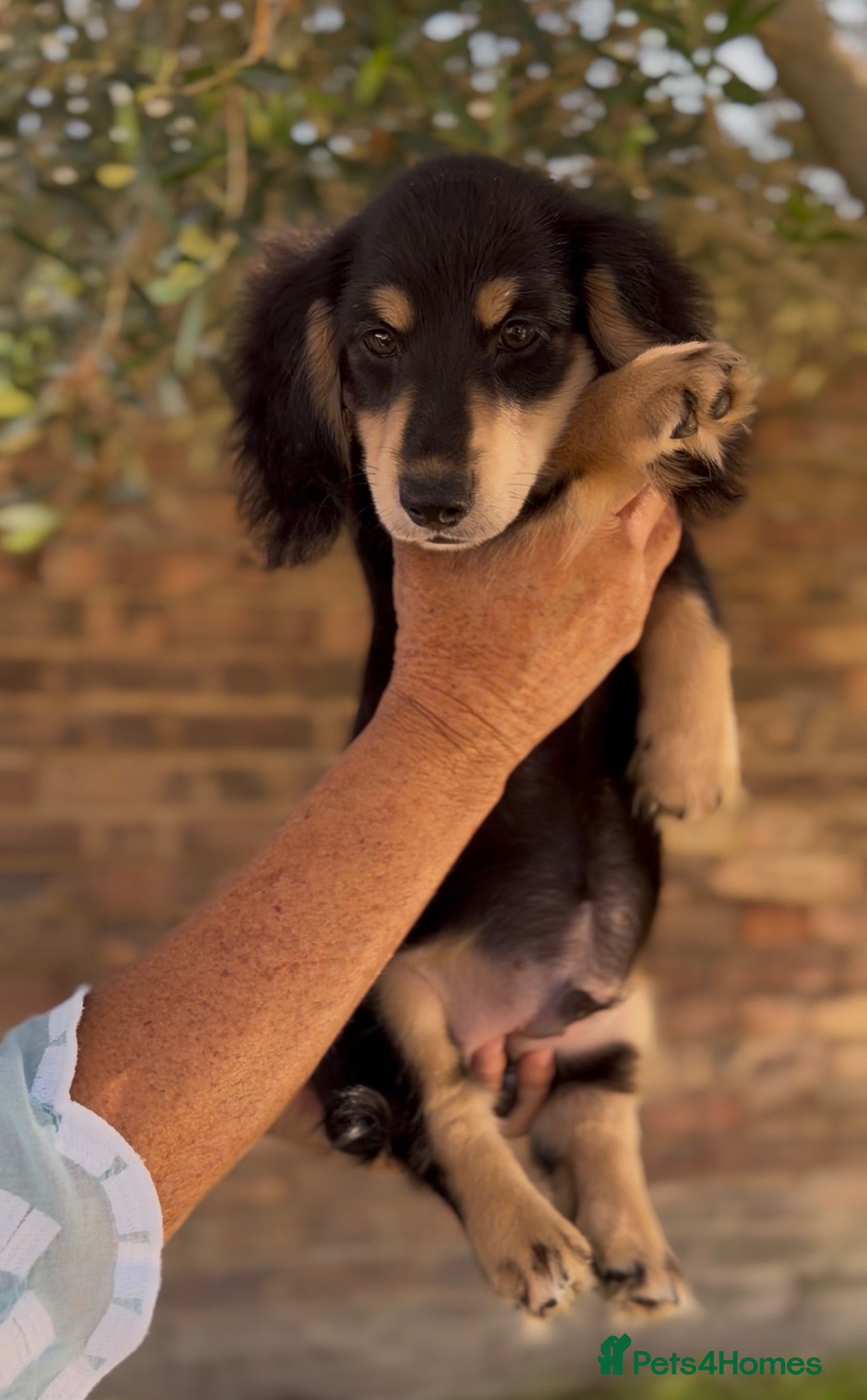 Miniature Dachshund dogs LONGHAIRED MINIATURE DACHSHUNDS  - Advert 2