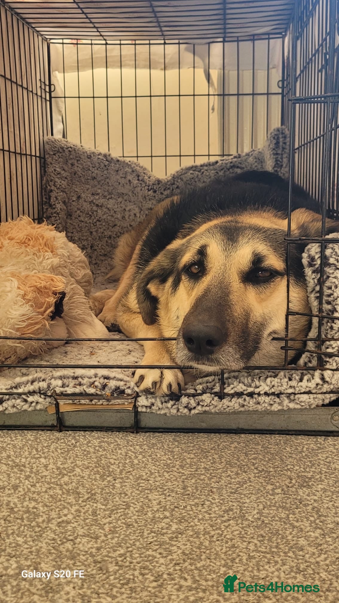 Mixed Breed dogs Naya, a little puppy looking for a forever home! - Advert 1