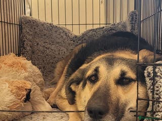 Mixed Breed dogs Naya, a little puppy looking for a forever home! - Advert 2