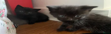 Full black female 1