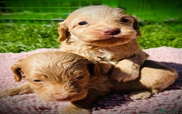 Cockapoo dogs for sale: Stunning F1 show Cockapoos  - Image 11