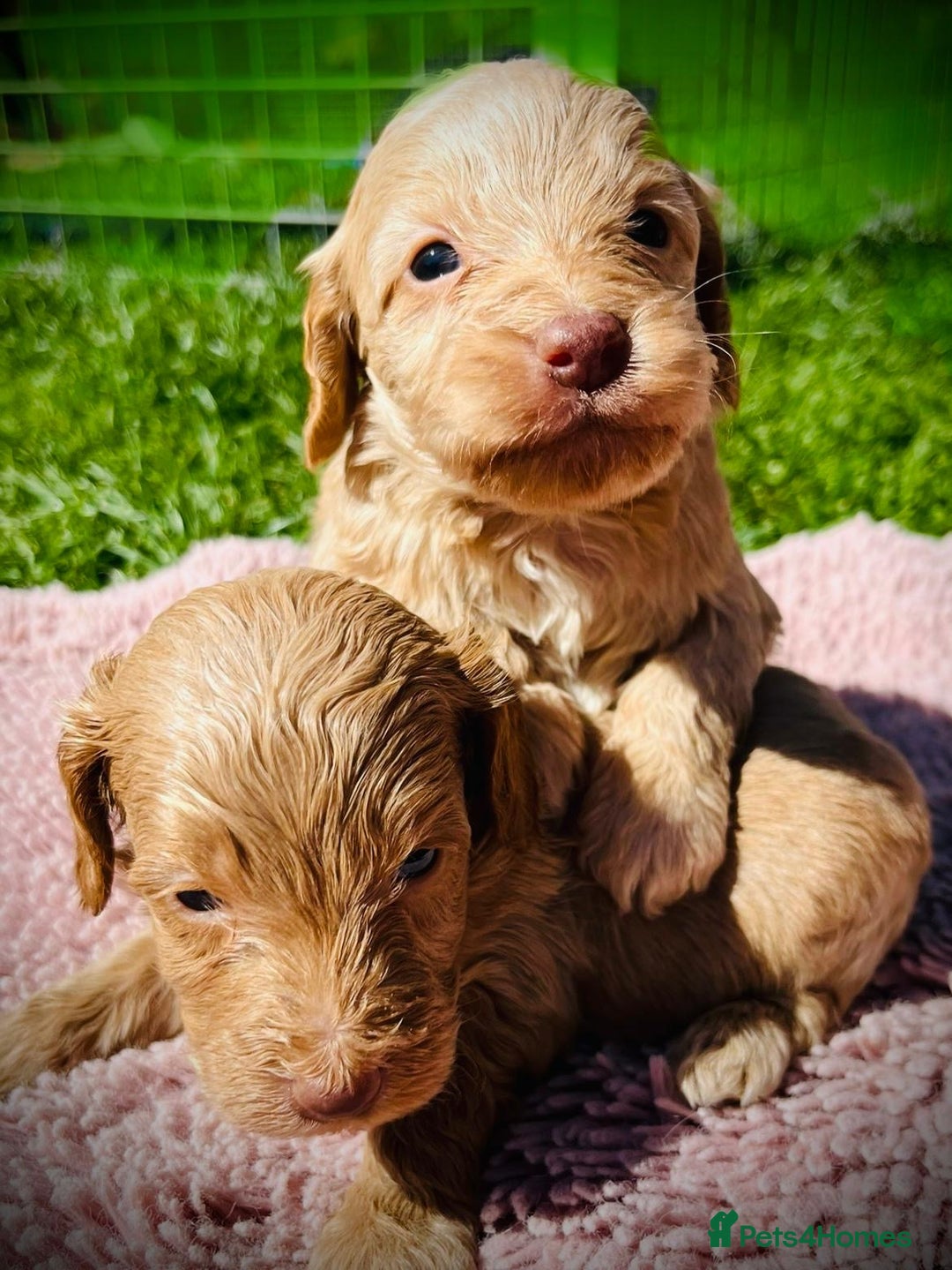 Cockapoo dogs for sale: Stunning F1 show Cockapoos  - Image 11