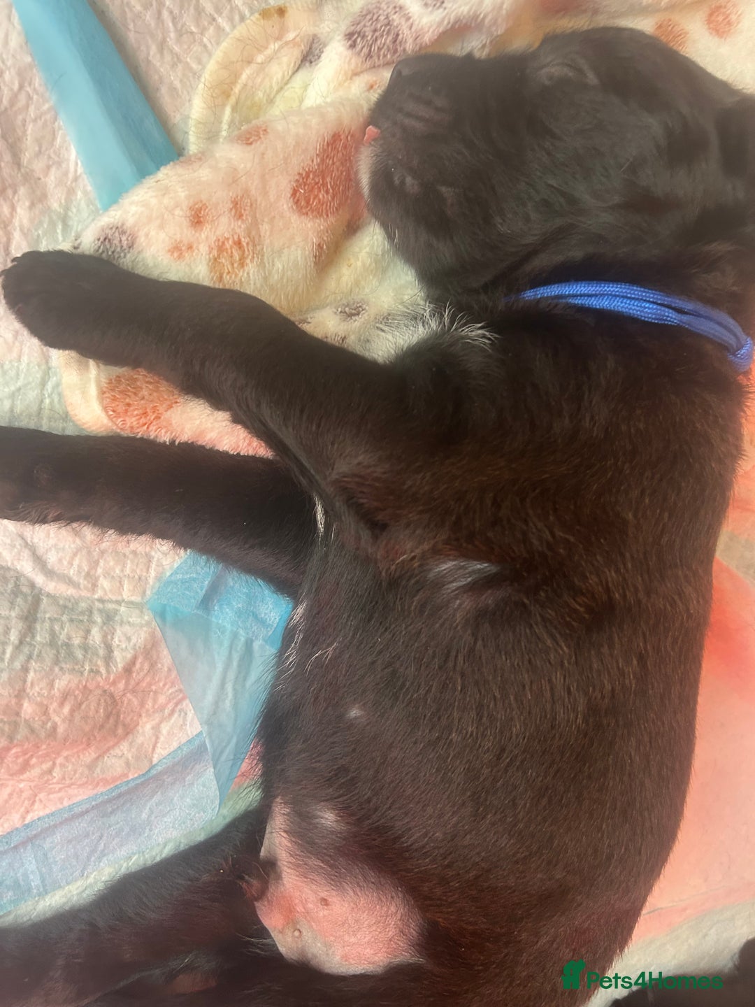 Mixed Breed dogs for sale:  Boxer-Doodle - Image 11