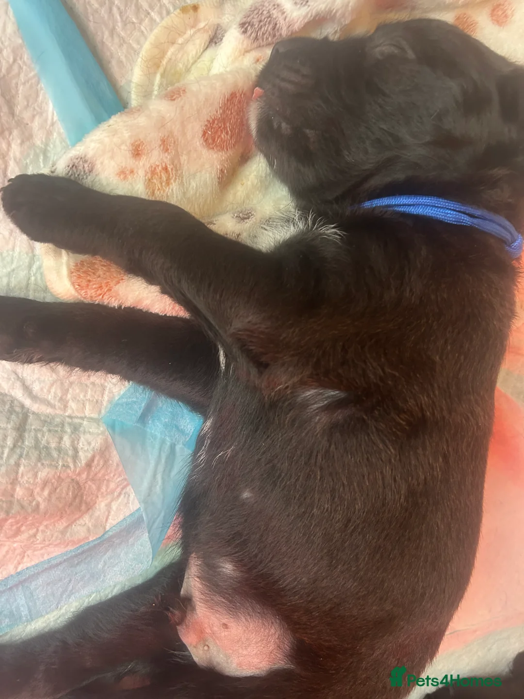 Mixed Breed dogs for sale:  Boxer-Doodle - Advert 21