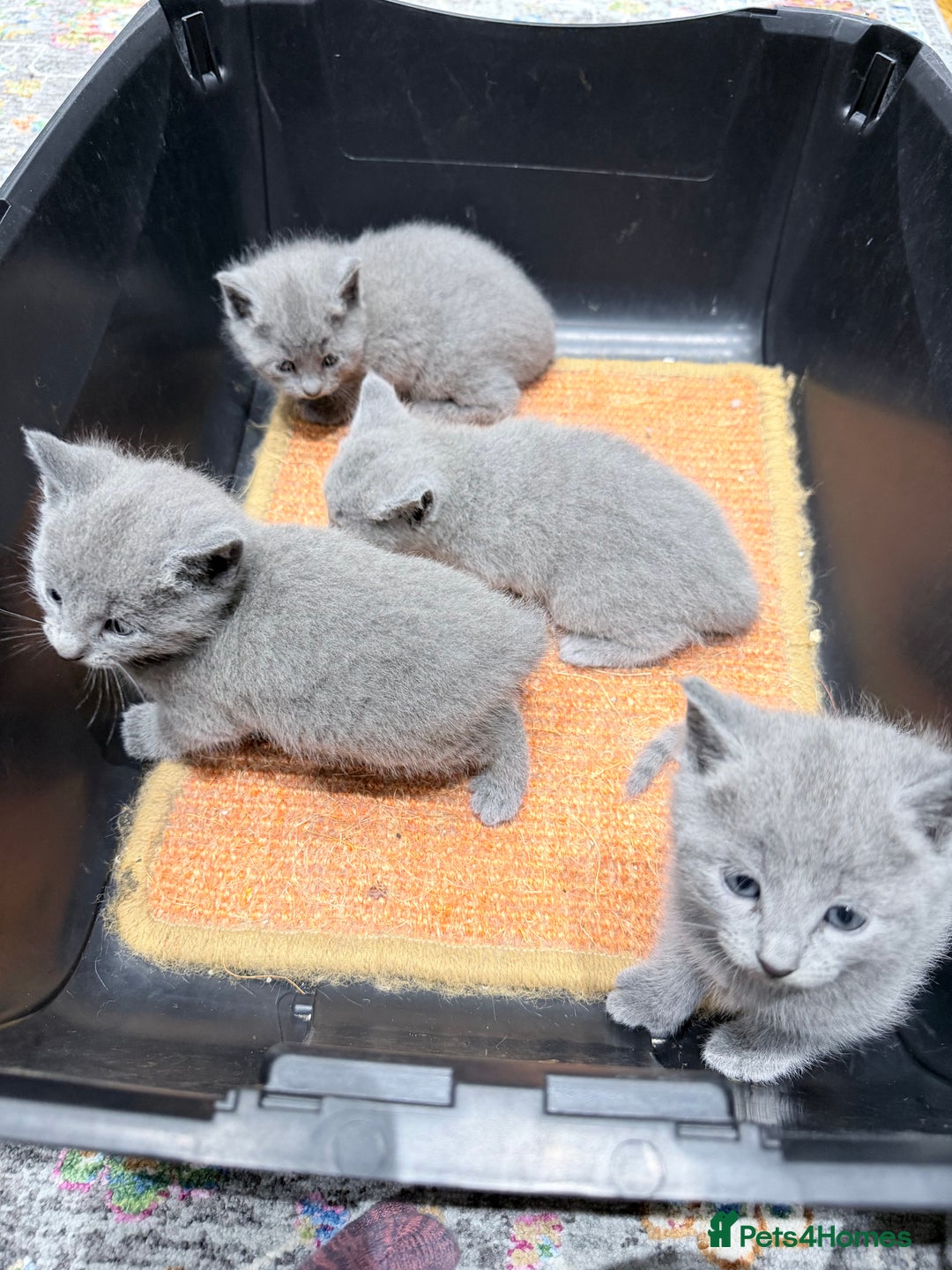 Russian Blue cats for sale: Russian blue kitten for sale,  Champion bloodline - Advert 7