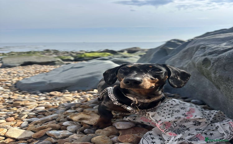 Miniature Dachshund dogs - Advert 1