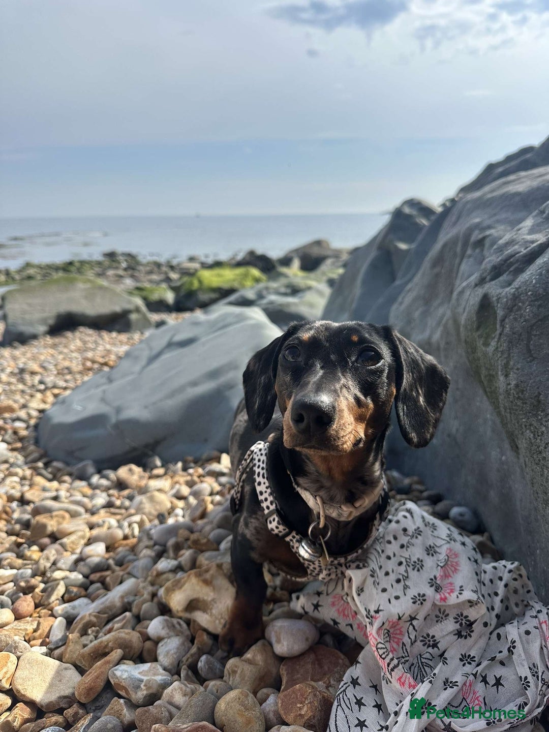 Miniature Dachshund dogs for sale: Miniature dachshund FEMALE  - Image 1
