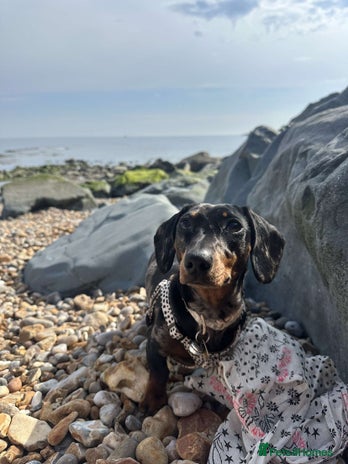 Miniature Dachshund dogs - Advert 2