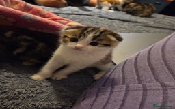 Scottish Fold cats for sale: Beautiful Scottish Folds - Image 12