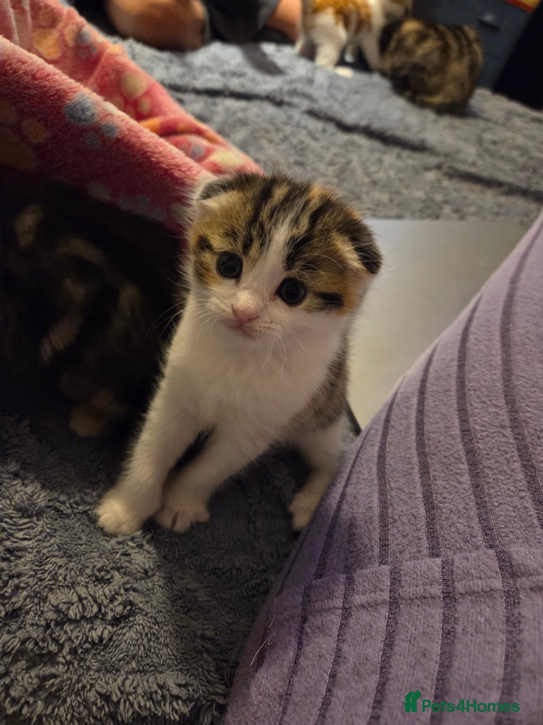 Scottish Fold cats for sale: Beautiful Scottish Folds - Image 12