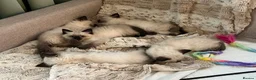 Ragdoll cats for sale: Beautiful litter of furry friends🩵🩷 - Advert 7