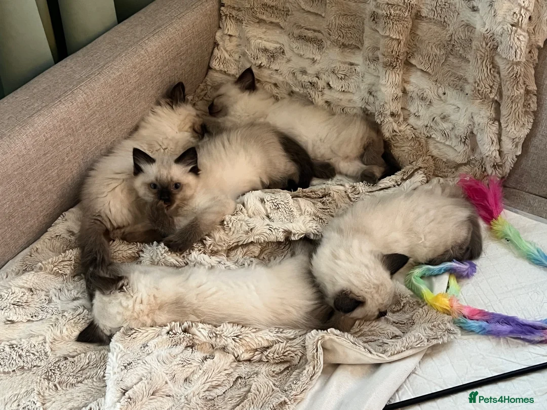 Ragdoll cats for sale: Beautiful litter of furry friends🩵🩷 - Advert 7