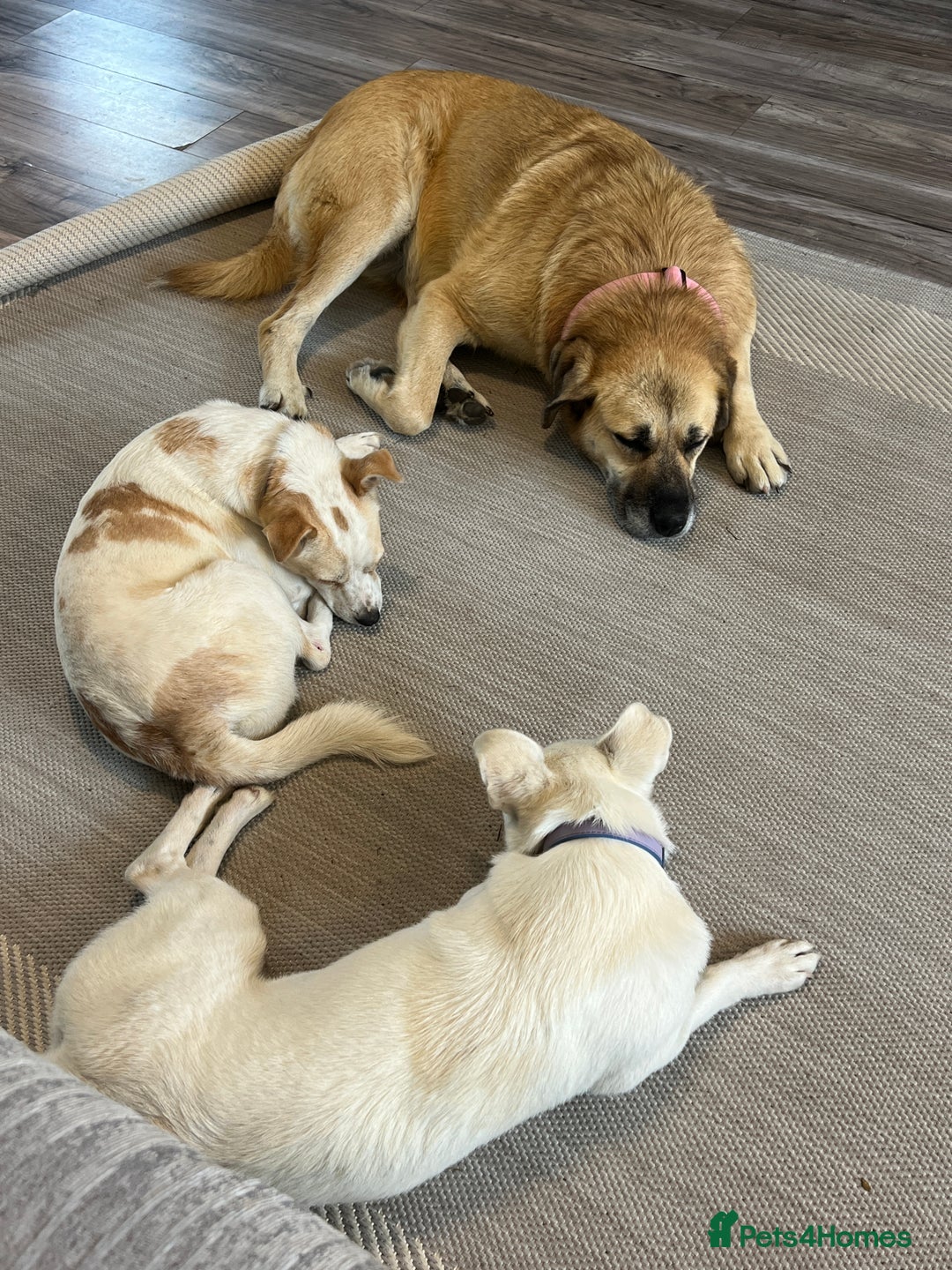 Mixed Breed dogs for adoption: 💚 Cute Ivy is Ready for her forever home! - Image 6