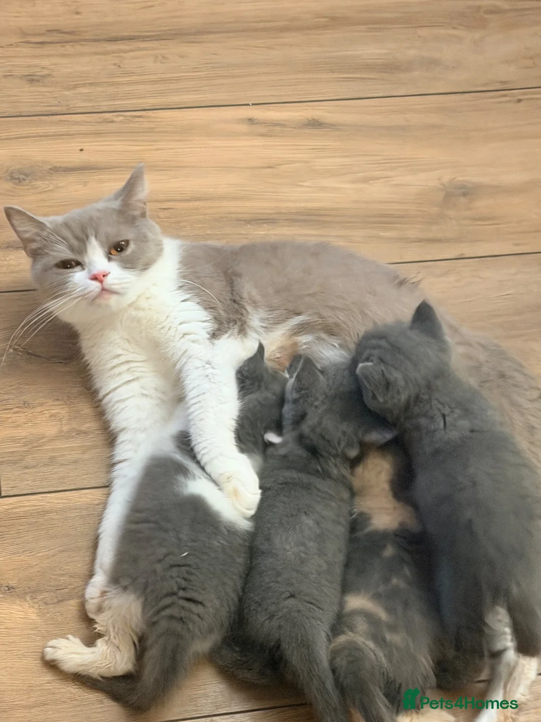 British Shorthair cats for sale: Beautiful British Shorthair Kitten  in London - Advert 1