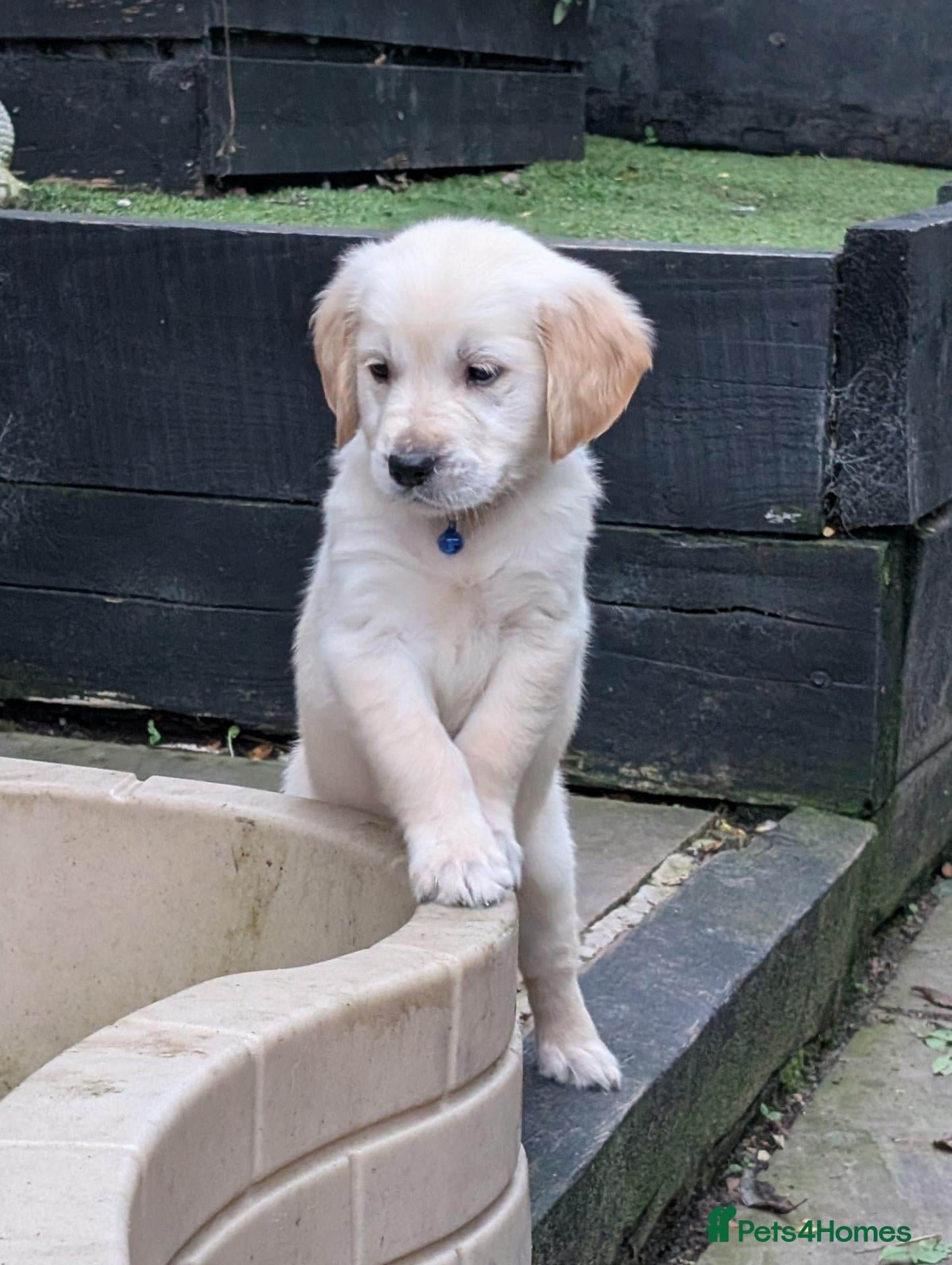 Golden Retriever dogs KC registered cream golden retriever  - Advert 9