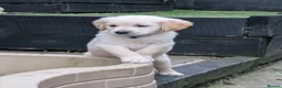 Golden Retriever dogs for sale: KC registered cream golden retriever  - Advert 5